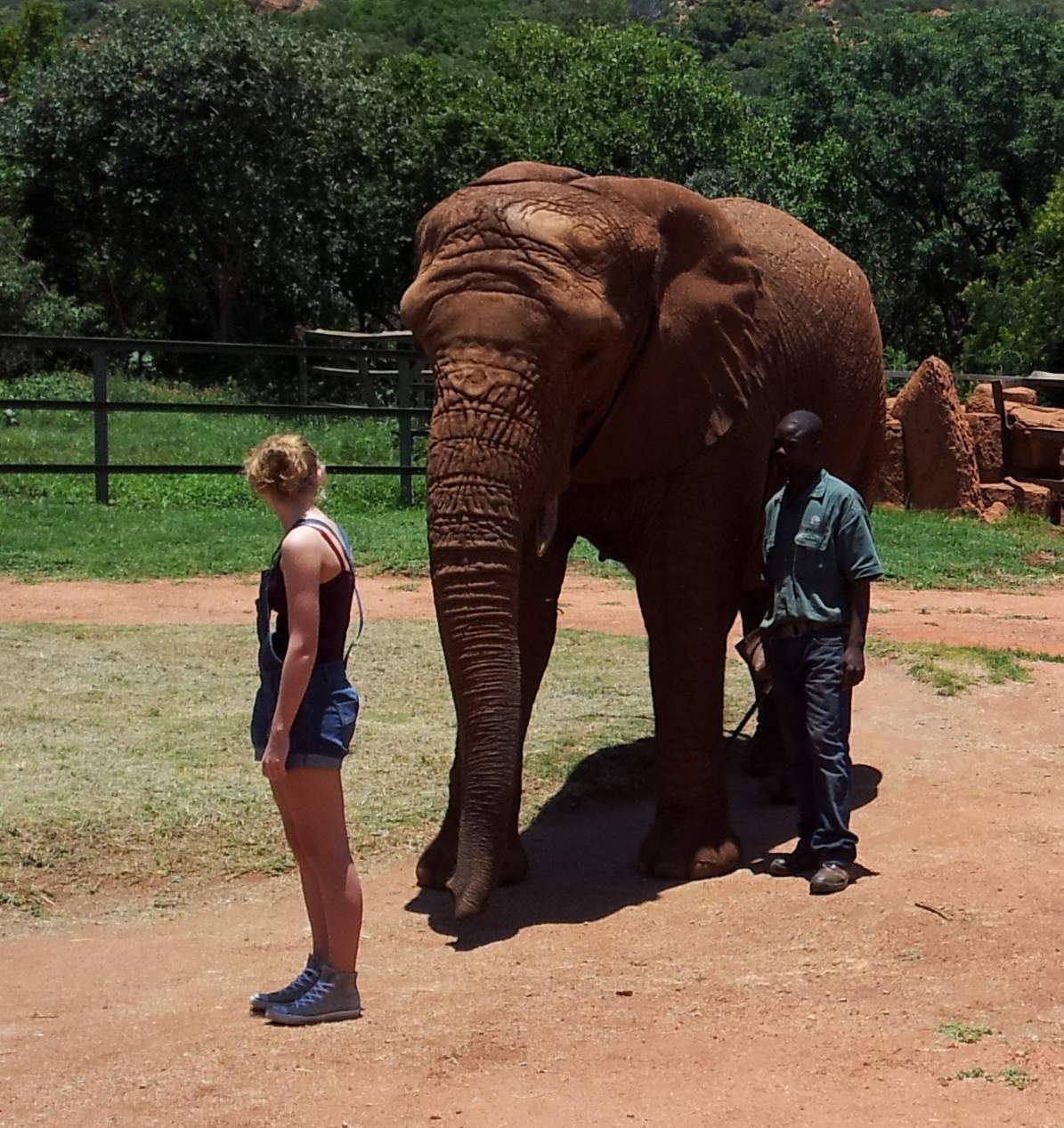 Afrikas Elefanten ganz nah